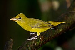 Summer Tanager